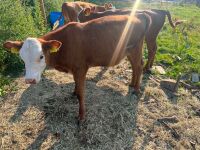 3 X 4MO HEREFORD HEIFERS - BIDS PER LIFE - 4