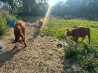 3 X 4MO HEREFORD HEIFERS - BIDS PER LIFE - 5