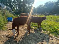 3 X 4MO HEREFORD HEIFERS - BIDS PER LIFE - 6