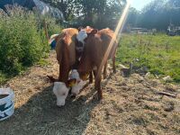 3 X 4MO HEREFORD HEIFERS - BIDS PER LIFE - 7