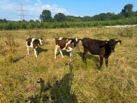 3 X 4MO FRIESIAN STEERS - BIDS PER LIFE