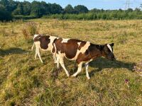 3 X 4MO FRIESIAN STEERS - BIDS PER LIFE - 2