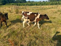 3 X 4MO FRIESIAN STEERS - BIDS PER LIFE - 3