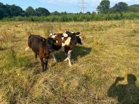 3 X 4MO FRIESIAN STEERS - BIDS PER LIFE - 4