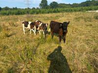 3 X 4MO FRIESIAN STEERS - BIDS PER LIFE - 5