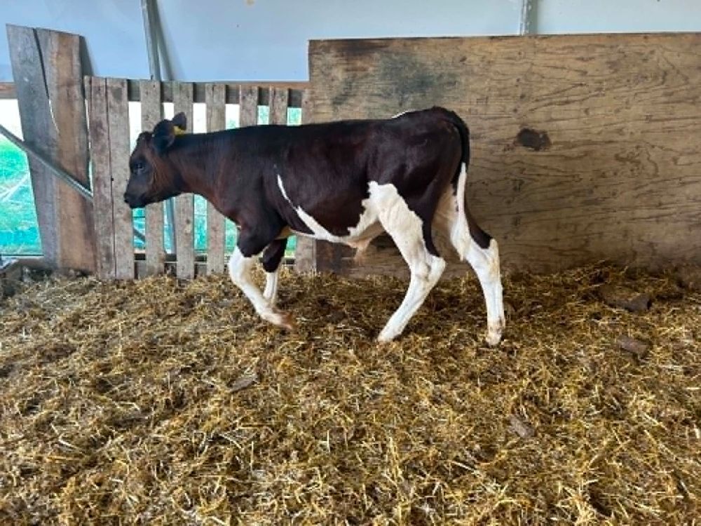 8WO MONTBELIARDE BULL CALF