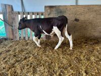 8WO MONTBELIARDE BULL CALF