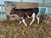 8WO MONTBELIARDE BULL CALF - 4