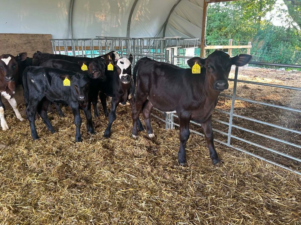 7 X 6-8WO ABERDEEN ANGUS CALVES - BIDS PER LIFE