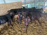 7 X 6-8WO ABERDEEN ANGUS CALVES - BIDS PER LIFE - 5