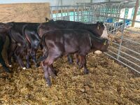 7 X 6-8WO ABERDEEN ANGUS CALVES - BIDS PER LIFE - 6