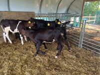 7 X 6-8WO ABERDEEN ANGUS CALVES - BIDS PER LIFE - 9