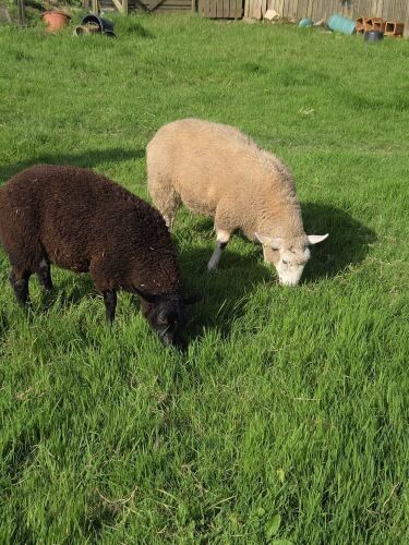2 X MIXED BREED WETHER LAMBS - BIDS PER LIFE