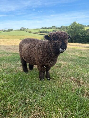 PEDIGREE COLOURED RYELAND RAM LAMB