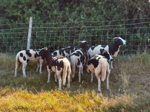 6 JACOB SHEARLING EWES - BIDS PER LIFE