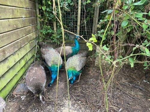 2 INDIAN BLUE PEACOCKS - BIDS PER LIFE