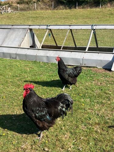 PAIR OF BLACK AUSTRALORP - BIDS PER LIFE