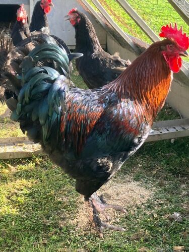 PAIR OF COPPER MARANS - BIDS PER LIFE