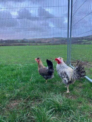 PAIR OF CREAM LEGBARS - BIDS PER LIFE