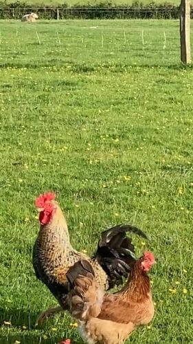 PAIR OF GREEN EGG LAYERS - BIDS PER LIFE