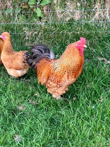 PAIR OF BUFF PEKIN X - BIDS PER LIFE