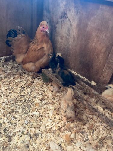 BUFF SILKLIE HEN & 6 CHICKS - BIDS FOR THE GROUP