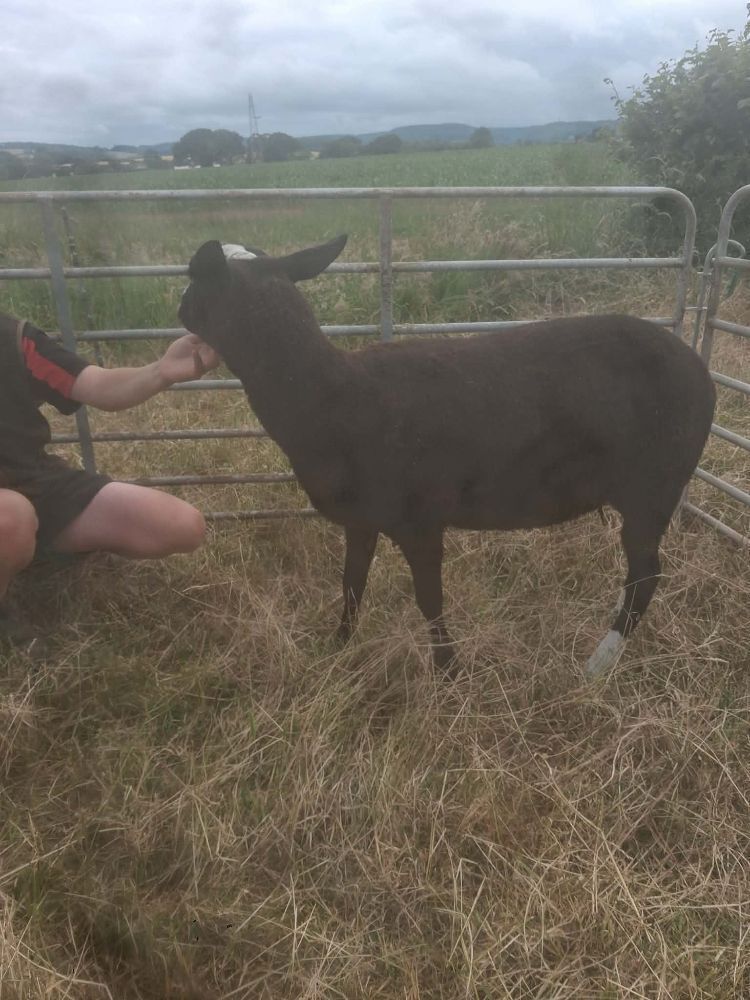 4T PEDIGREE ZWARTBLE EWE