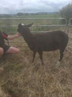 4T PEDIGREE ZWARTBLE EWE
