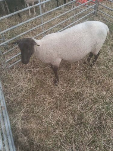 FM SUFFOLK MULE EWE