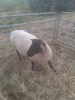 FM SUFFOLK MULE EWE - 2
