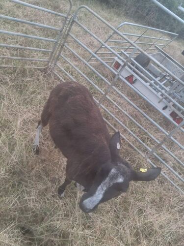 FM PEDIGREE DUTCH SPOTTED EWE