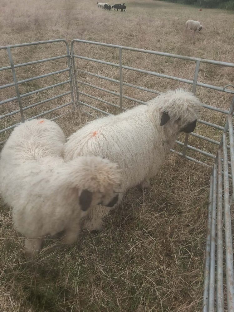2 X VALAIS BLACKNOSE WETHER LAMBS - BIDS PER LIFE