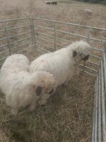 2 X VALAIS BLACKNOSE WETHER LAMBS - BIDS PER LIFE