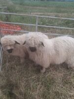 2 X VALAIS BLACKNOSE WETHER LAMBS - BIDS PER LIFE - 2