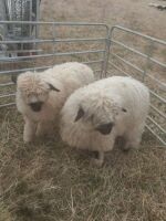 2 X VALAIS BLACKNOSE WETHER LAMBS - BIDS PER LIFE - 3