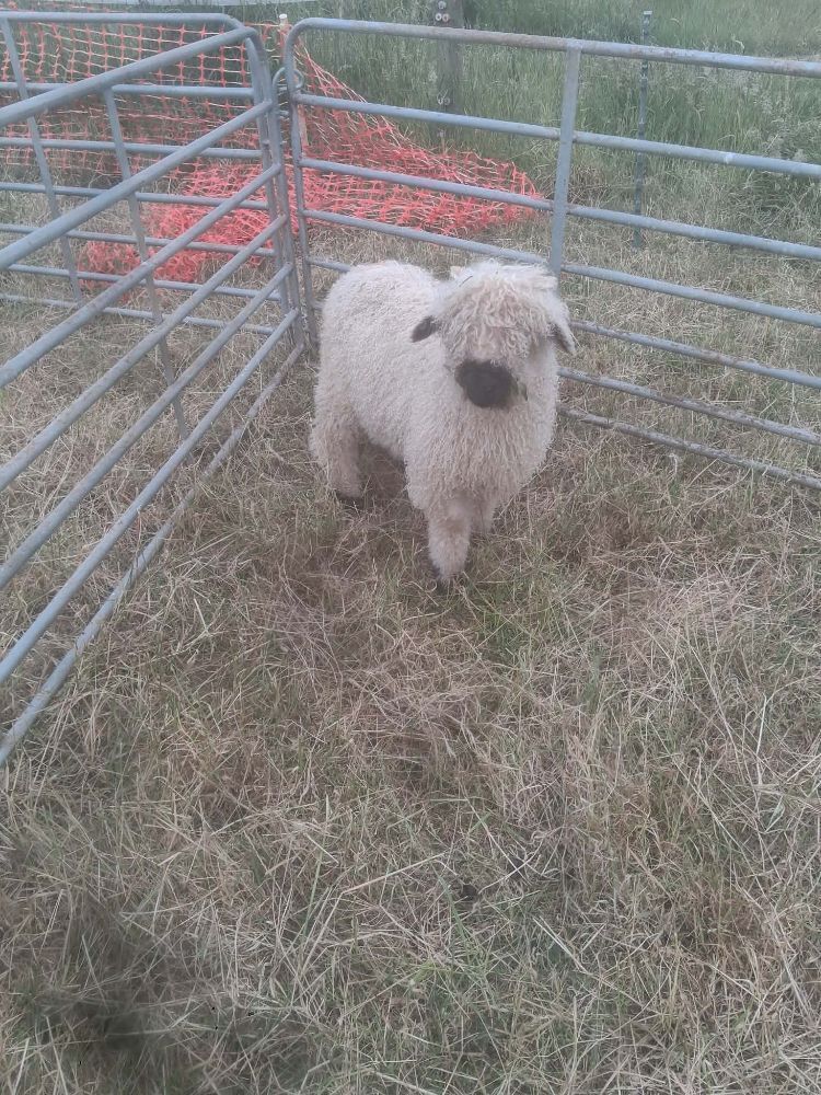 VALAIS BLACKNOSE X WETHER LAMB
