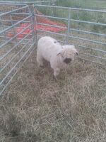 VALAIS BLACKNOSE X WETHER LAMB - 2