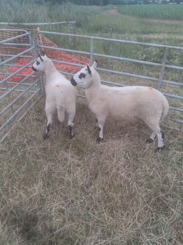 2 PEDIGREE KERRY HILL SHEARLING EWES - BIDS PER LIFE