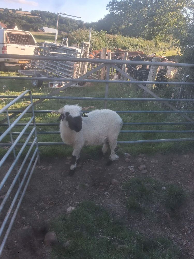 4T PEDIGREE VALAIS BLACKNOSE EWE