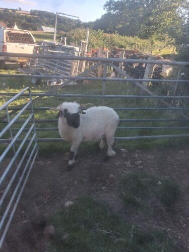 4T PEDIGREE VALAIS BLACKNOSE EWE