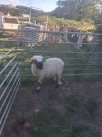 4T PEDIGREE VALAIS BLACKNOSE EWE