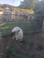 4T PEDIGREE VALAIS BLACKNOSE EWE - 2