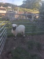 4T PEDIGREE VALAIS BLACKNOSE EWE - 3