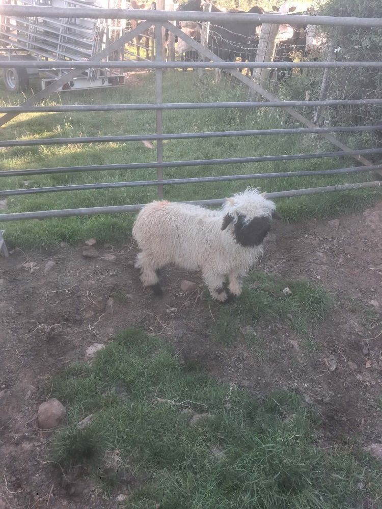 VALAIS BLACKNOSE WETHER LAMB
