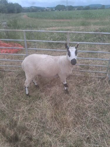 6T PEDIGREE KERRY HILL EWE
