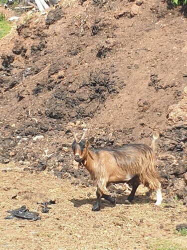 PYGMY YEARLING NANNY