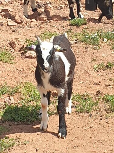 4MO PYGMY X WETHER