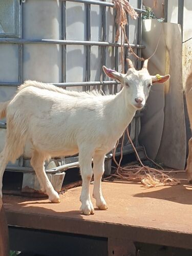 4MO PYGMY X DOELING