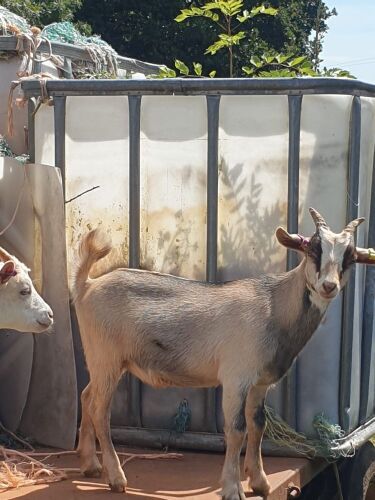 2 X 5MO PYGMY X WETHERS - BIDS PER LIFE