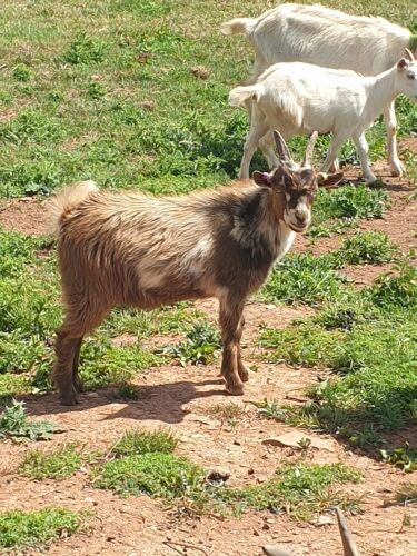 6MO PYGMY BILLY KID